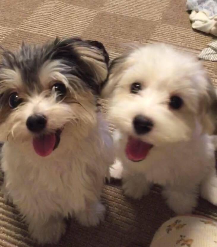 Kotaro, a black-and-white dog, and Mii, a cream-colored dog, smiling side by side with their tongues out